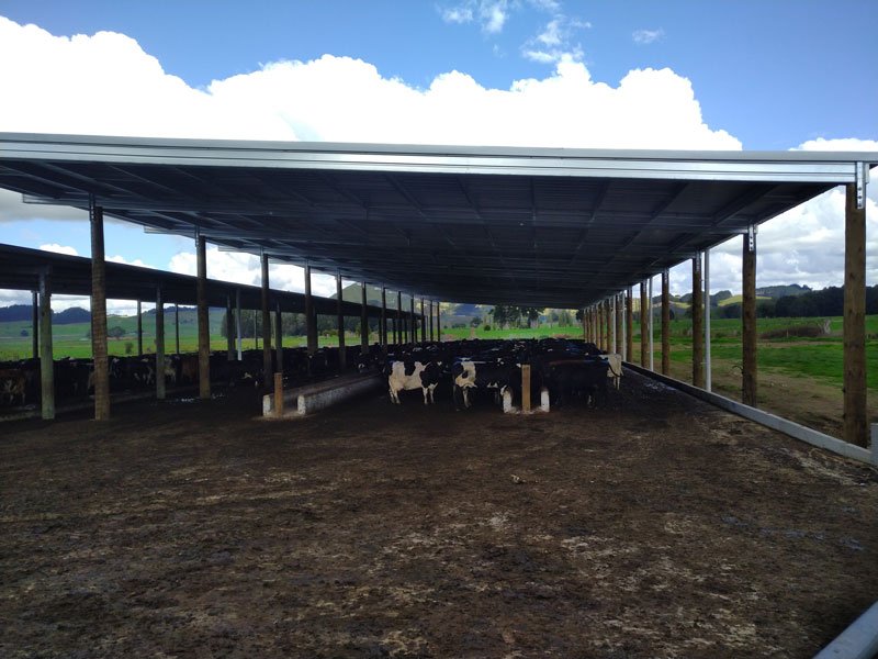 Cow farm